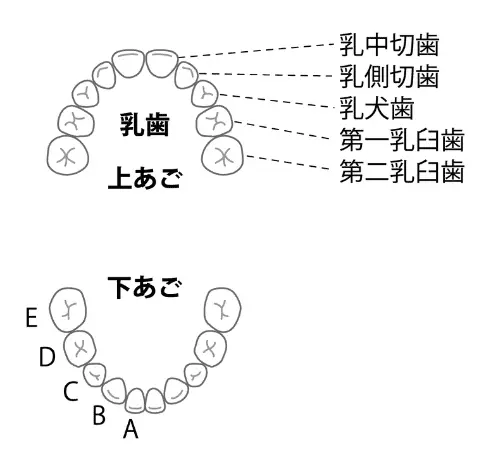 子どもの歯並びの解説図